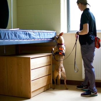 Bed Bug Detection K9s - Spice checking the frame of a bed for bed bugs. - Pest Control Near Me