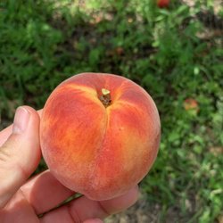 McLean Family Farms