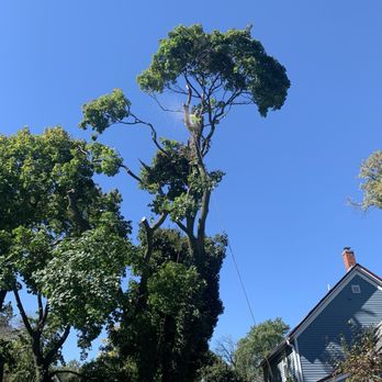 M.S landscaping and tree service - Topping the tree - Tree Services Near Me - Glendale Heights, Illinois M.S landscaping and tree service - Topping the tree - Tree Services Near Me - Glendale Heights, Illinois