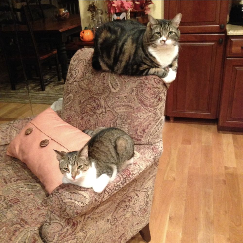 All Creatures Veterinary Hospital - Veterinarians Near Me - Long Beach, New York