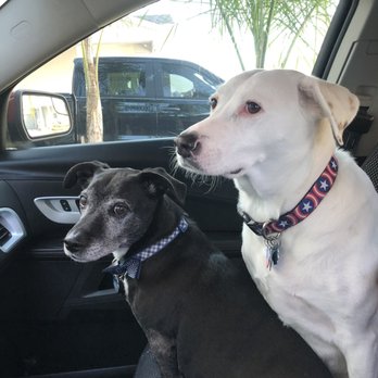 Narcoossee Animal Hospital - Ellie and BoBo- very healthy thanks to Narcoosee Animal Hospital! - Pet Services Near Me - Saint Cloud, Florida