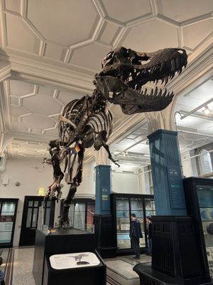 Manchester Museum by null