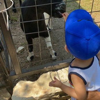 Austin Zoo - My 2 year old feeding the goats. - Zoos Near Me - Austin, Texas Austin Zoo - My 2 year old feeding the goats. - Zoos Near Me - Austin, Texas