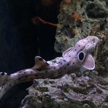 Brookfield Zoo Chicago - Zoos Near Me - Brookfield, Illinois Brookfield Zoo Chicago - Zoos Near Me - Brookfield, Illinois