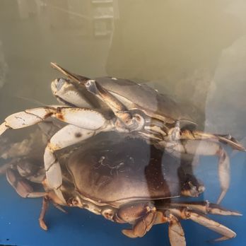 Talin Market - Two live crabs in the tank - International Grocery Near Me - Albuquerque, New Mexico
