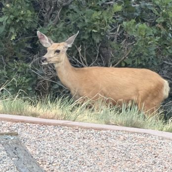 Cheyenne Mountain State Park - August 5, 2026 - Walked into our site. - Parks Near Me - Colorado Springs, Colorado Cheyenne Mountain State Park - August 5, 2026 - Walked into our site. - Parks Near Me - Colorado Springs, Colorado