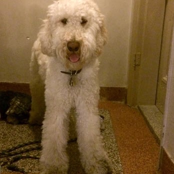 PetSmart - Before the grooming. - Pet Stores Near Me - Brooklyn, New York