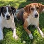 Photo of Frame of Mind Dog Training
