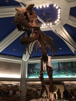 DINOSAUR by null