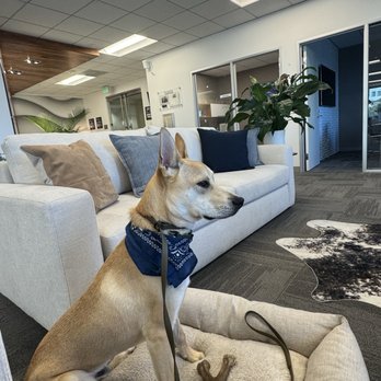 Cali K9 - Indiana Bones behaving at the office - Pet Training Near Me - San Jose, California