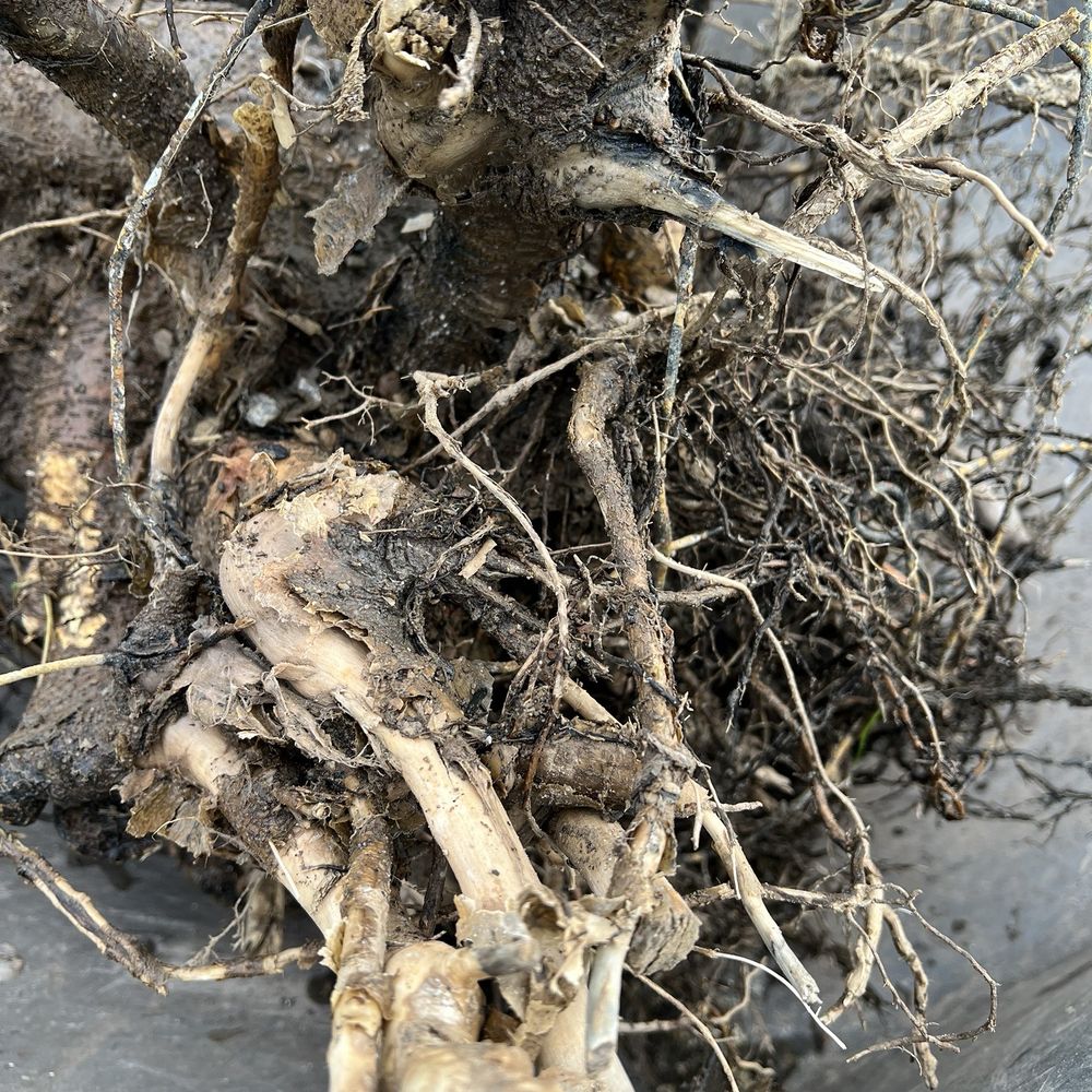 Pittsford Tree & Landscape - Destroyed root ball as Village Garden Center, Pittsford Tree & Landscape planted. - Landscaping Near Me - Mendon, New York Pittsford Tree & Landscape - Destroyed root ball as Village Garden Center, Pittsford Tree & Landscape planted. - Landscaping Near Me - Mendon, New York