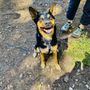 Photo of Buddy Dog Care & Training
