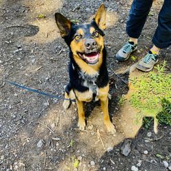 Buddy Dog Care & Training
