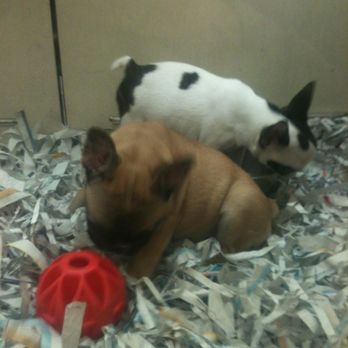 Escondido Pets - Pet Adoption Near Me - Escondido, California