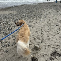Gene Parmesan having a great beach day Gene Parmesan having a great beach day
