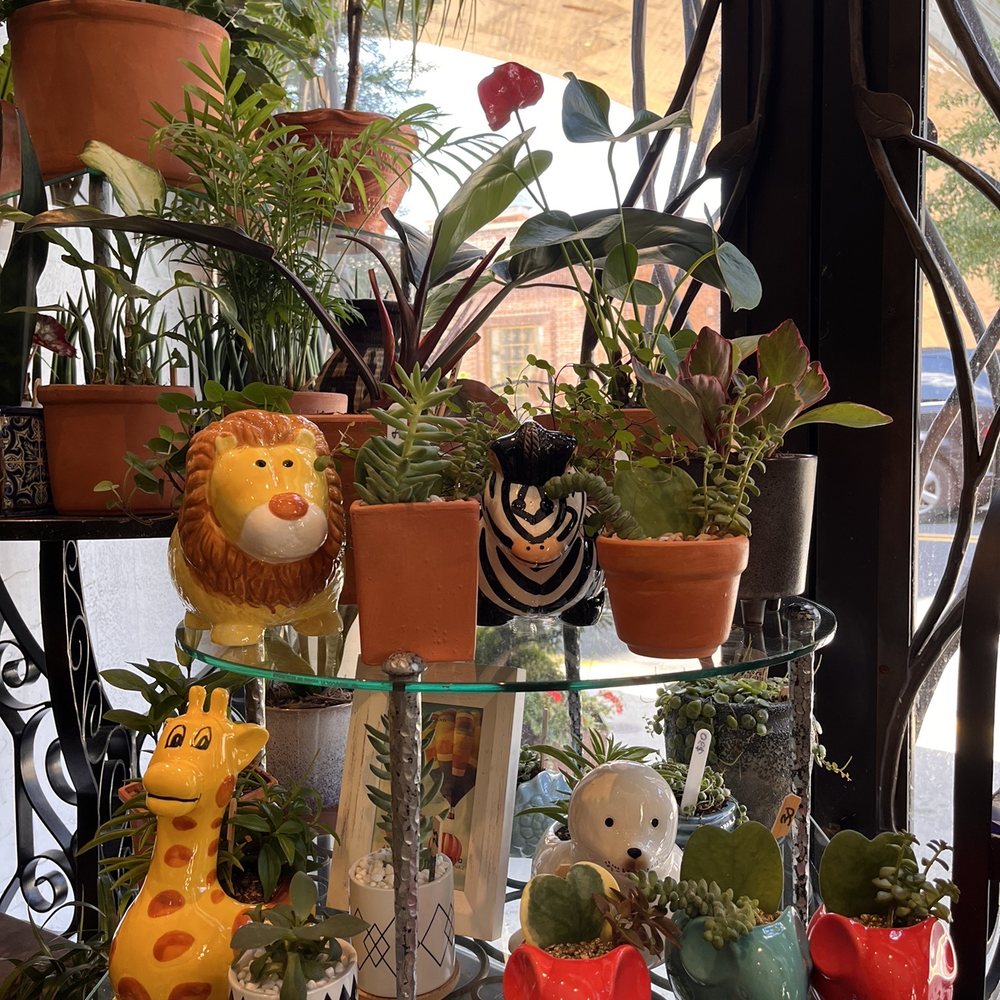 Artesano Cafe - Animal Potted Plants - Coffee Roasteries Near Me - Philadelphia, Pennsylvania Artesano Cafe - Animal Potted Plants - Coffee Roasteries Near Me - Philadelphia, Pennsylvania