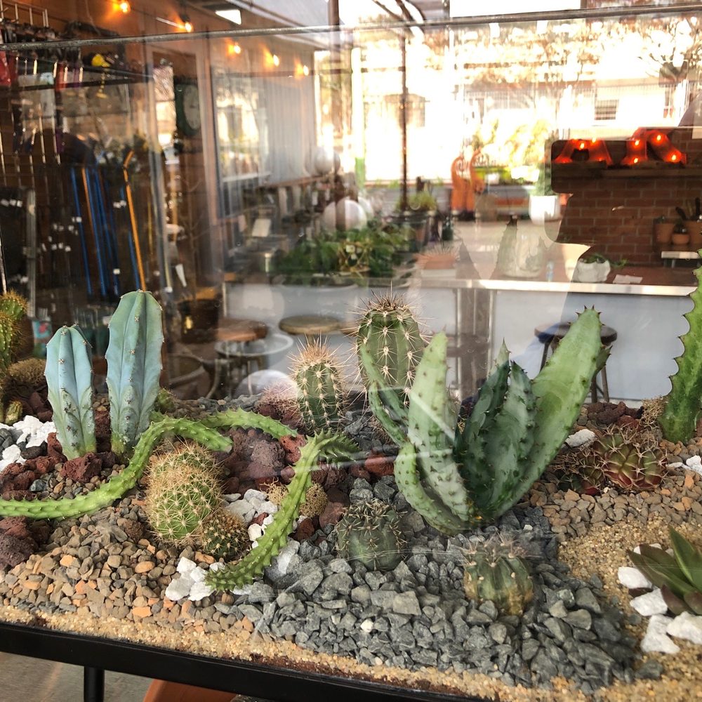 Redenta's Garden - Indoor Desert - Nurseries & Gardening Near Me - Dallas, Texas Redenta's Garden - Indoor Desert - Nurseries & Gardening Near Me - Dallas, Texas