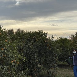 Whiteley Ranch - Mandarin time