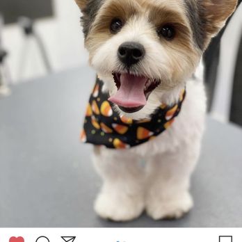 A Cut Above Mobile Grooming - Pet Groomers Near Me
