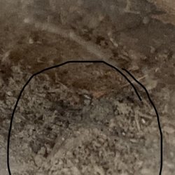 Jacks Termite Solutions