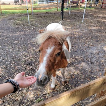DK Farms & Gardens - Petting Zoos Near Me - Largo, Florida DK Farms & Gardens - Petting Zoos Near Me - Largo, Florida