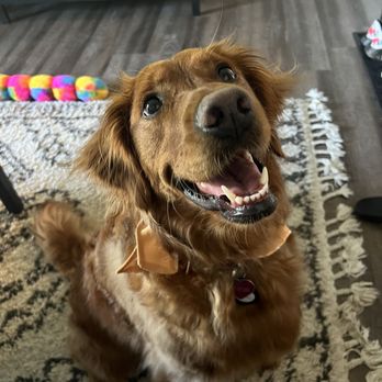 Furtician - Pet Groomers Near Me - Bothell, Washington