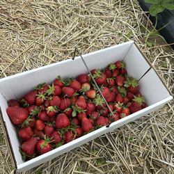 Schaefer's Farm Market & CSA - Just starting picking berries
