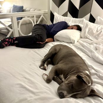 Chamberlain West Hollywood - My favorites napping - fur babies are welcome here! - Hotels Near Me - West Hollywood, California Chamberlain West Hollywood - My favorites napping - fur babies are welcome here! - Hotels Near Me - West Hollywood, California