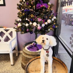 Rub A Dub Doggie Scrub - Christmas time at his favorite groomers