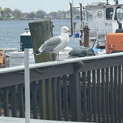 Sono Seaport Seafood - The view