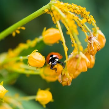 Verminator Pest Control - Pest Control Near Me Verminator Pest Control - Pest Control Near Me