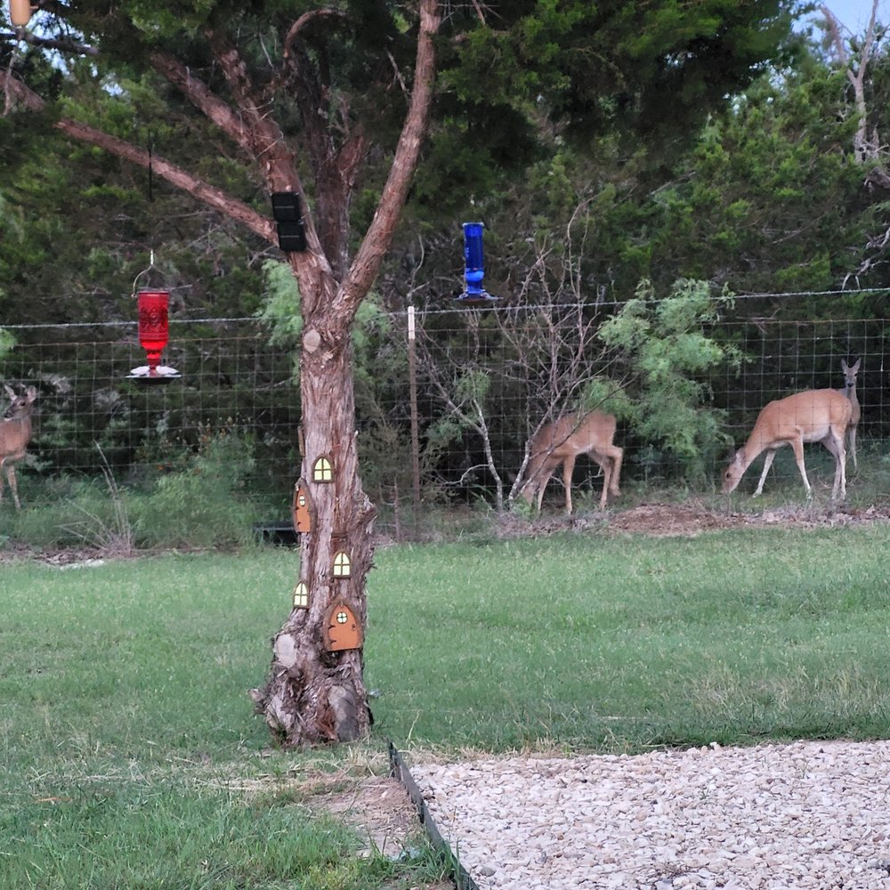 HD RV Ranch - Deer is one of the many wildlife. - RV Parks Near Me - Florence, Texas HD RV Ranch - Deer is one of the many wildlife. - RV Parks Near Me - Florence, Texas