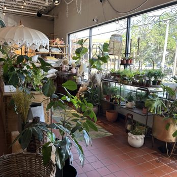 Black Phin - Coffee & Tea Near Me - Winter Park, Florida Black Phin - Coffee & Tea Near Me - Winter Park, Florida