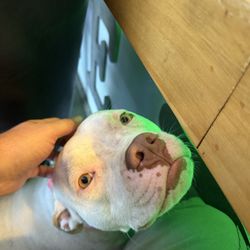 The Boondocks - Say hi to Sugar, a friendly greeter.