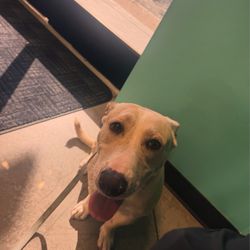 City of Bakersfield Animal Care Center