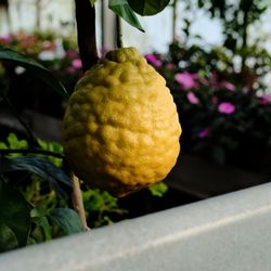 Ott's Exotic Plants