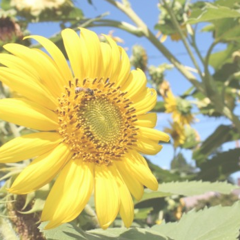 Hearthside Healing - Acupuncture Near Me - Portland, Oregon Hearthside Healing - Acupuncture Near Me - Portland, Oregon