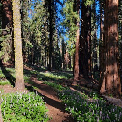 Tharp's Log by null