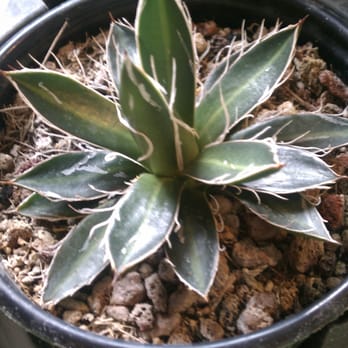 Ted's Greenhouse - Nurseries & Gardening Near Me - Tinley Park, Illinois