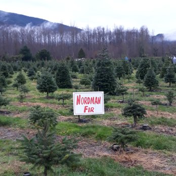 Alpine Meadows Tree Farm - Nordman Fir section! - Christmas Trees Near Me - Deming, Washington Alpine Meadows Tree Farm - Nordman Fir section! - Christmas Trees Near Me - Deming, Washington