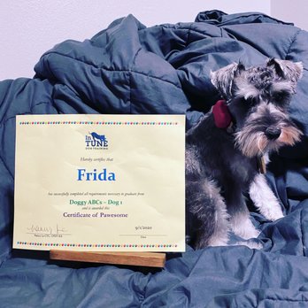 In Tune Dog Training - Pet Training Near Me In Tune Dog Training - Pet Training Near Me
