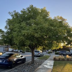 Sanchez Tree Service - Before