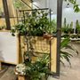 Cereus Plants