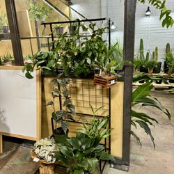 Cereus Plants