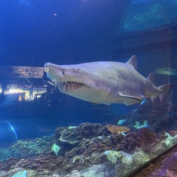 Sharks Underwater Grill - New American Near Me - Orlando, Florida Sharks Underwater Grill - New American Near Me - Orlando, Florida