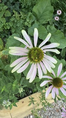 Pioneer Works by null