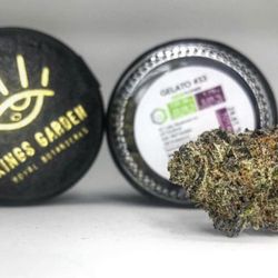 Hellapaxx - The best dried cannabis available