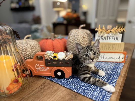 Photo of Pasadena Humane - Pasadena, CA, US. Jackson "Jack" Hill