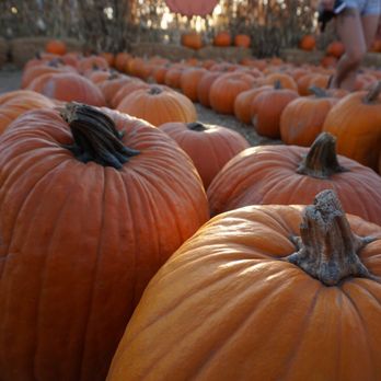 Pa's Pumpkin Patch - Plenty of pumpkins!! - Amusement Parks Near Me - Lakewood, California Pa's Pumpkin Patch - Plenty of pumpkins!! - Amusement Parks Near Me - Lakewood, California