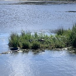 Gators